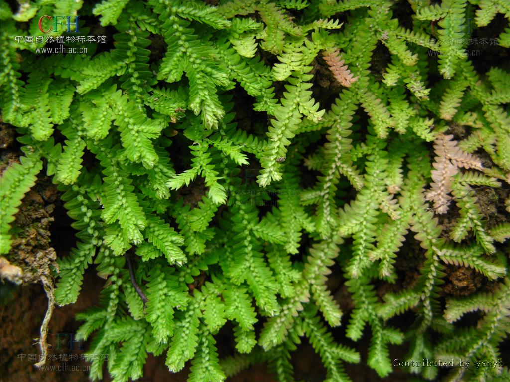  p>异穗卷柏,中药名.