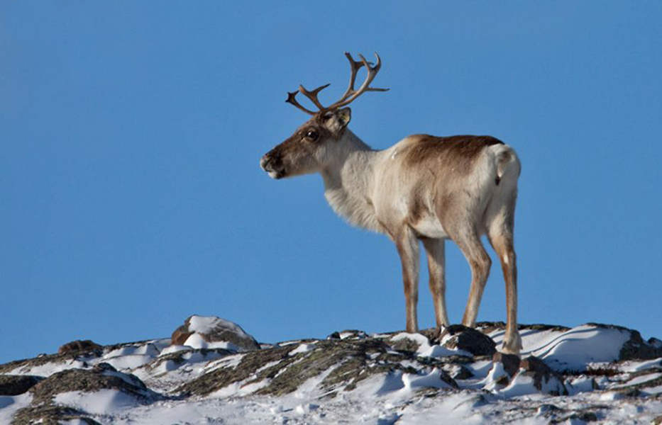  p>哈得逊湾驯鹿眼窝凹陷,有颜面腺;有 a href="#" data-lemmaid="