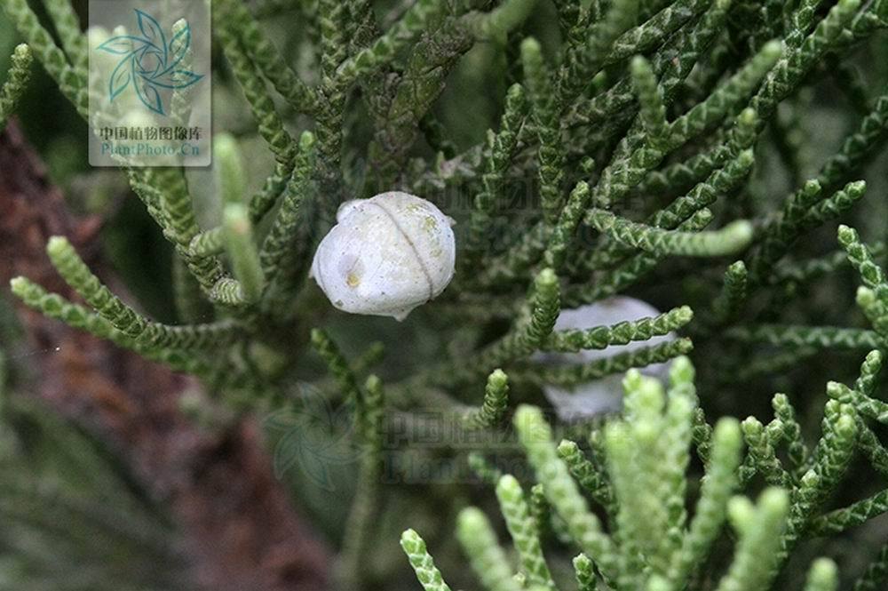  p>龙柏(拉丁学名: i>sabina chinensis /i> (l.) ant. cv.