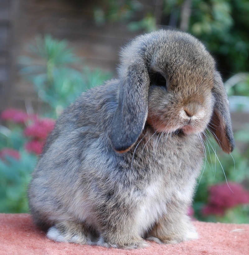  /a>和 a target="_blank" href="/item/美国迷你垂耳兔/987871" da