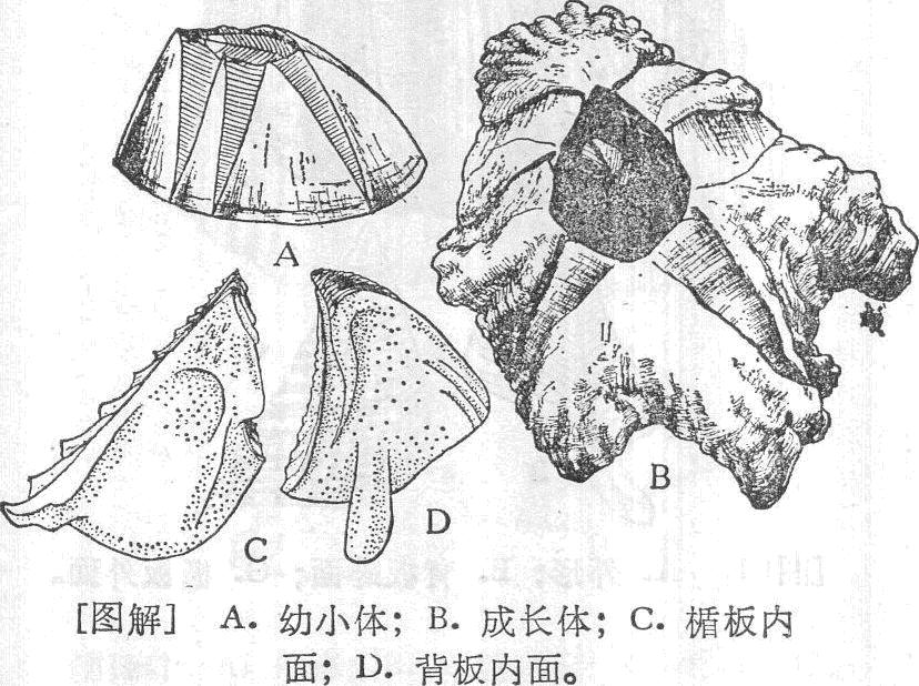 红藤壶