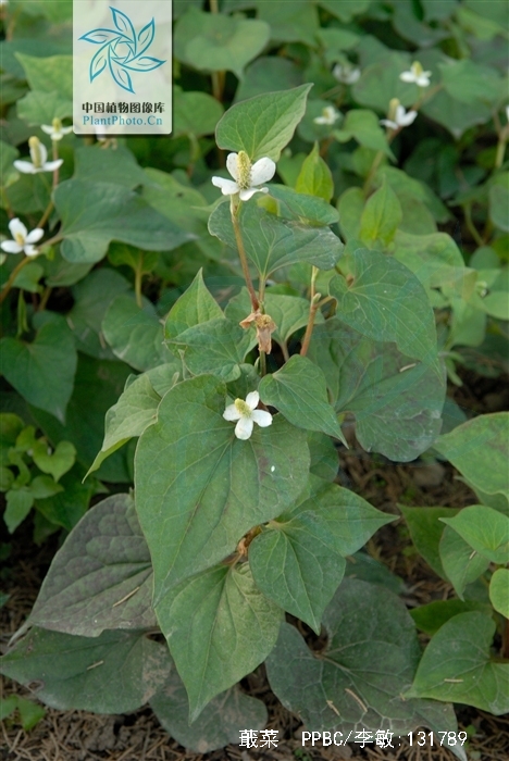 是三白草科,蕺菜属腥臭草本植物,高可达60厘米.