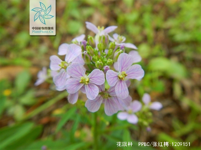  p>花旗杆(学名:dontostemon dentatus (bunge) lédeb.