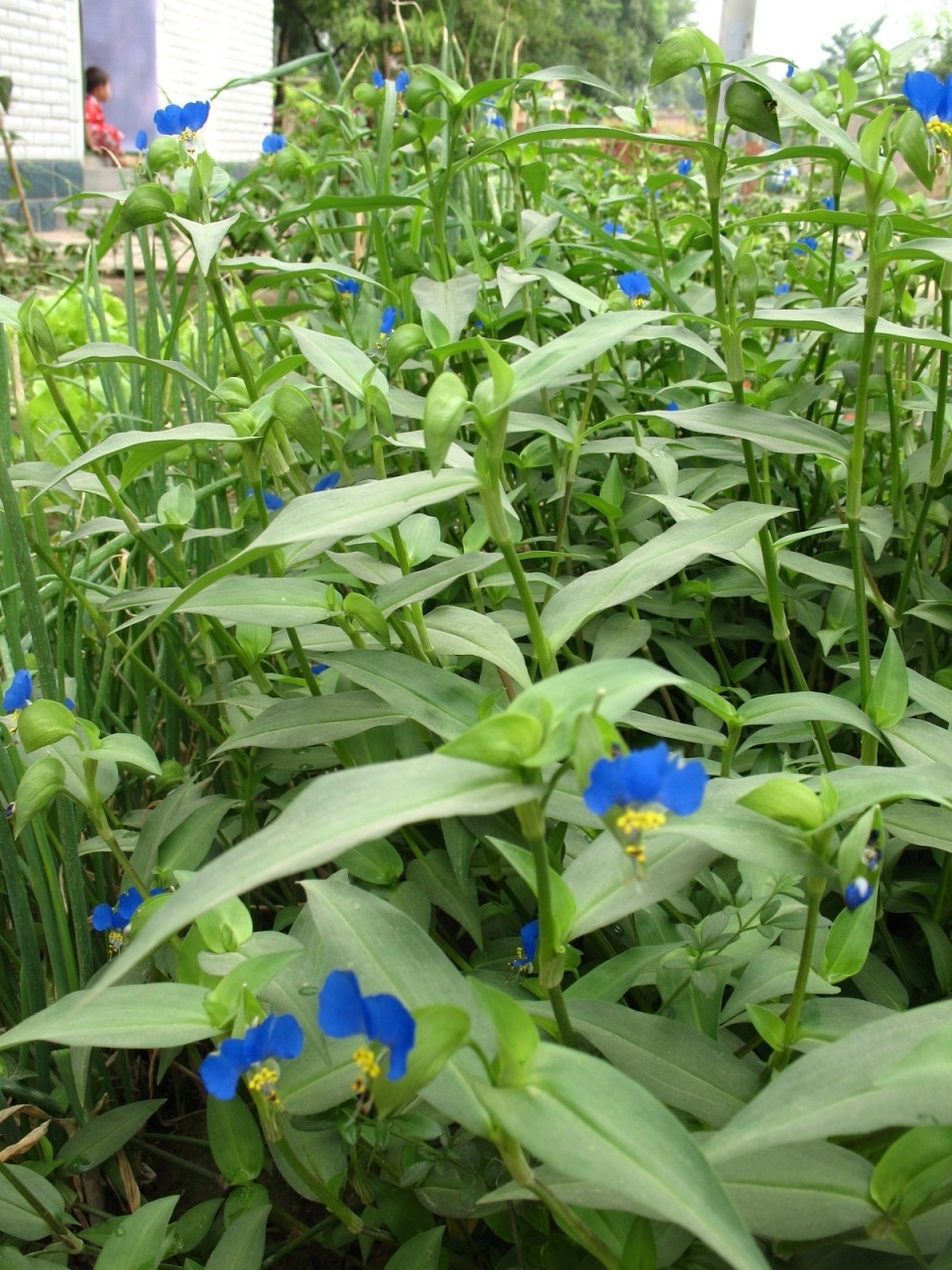  p>互生叶序 ( a target="_blank" href="/item/学名/8074290" data