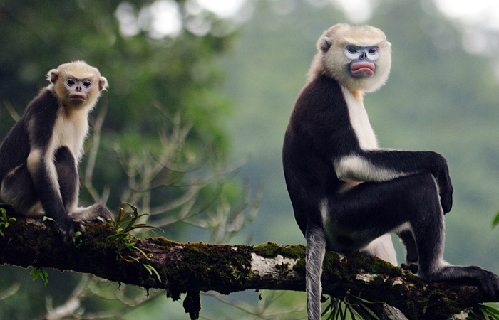  p>越南金丝猴(学名: i>rhinopithecus avunculus /i>):头体长51-65