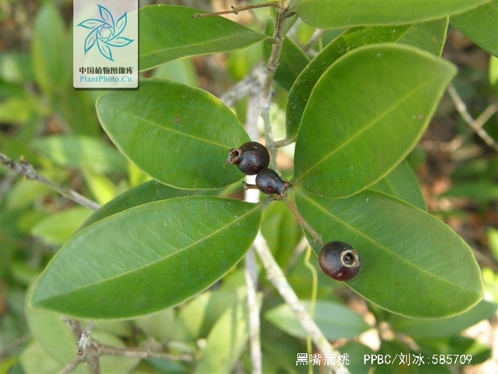 黑嘴蒲桃
