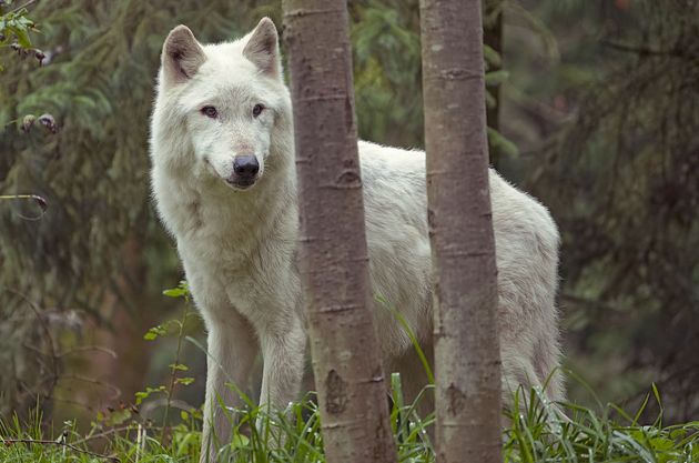  p>北极狼(学名: i>canis lupus arctos /i>),又称 a href="#" data