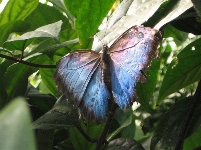  p>海伦闪蝶morpho helenor (e.