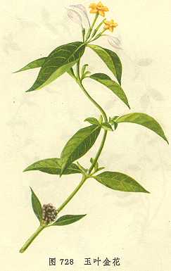  p>黄风藤是一种 a target="_blank" href="