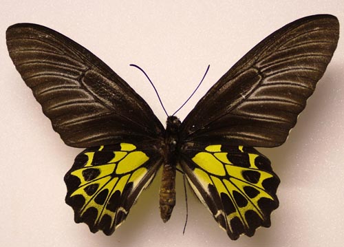  p>海岛金裳凤蝶(学名:troides aeacus insularis )是凤蝶科 a target