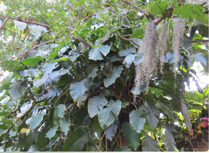  p> b>大叶崖角藤 /b>(学名: i>rhaphidophora megaphilla /i>):为 a>