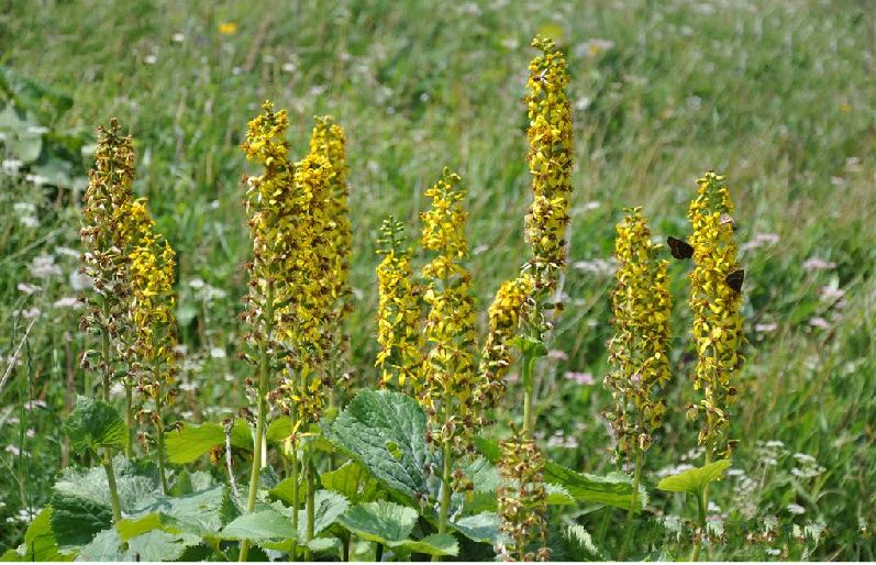  p>黄毛橐吾(学名: i>ligularia xanthotricha /i> (gruning) ling)是