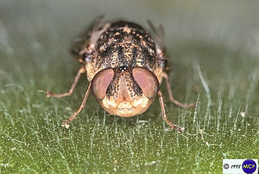  p>羊狂蝇(oestrus ovis)是 a href="#">节肢动物 /a>门(arthropoda)