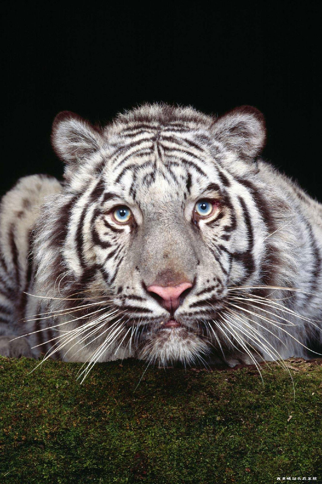  p>虎(tiger),陆地上最强大的 a target="_blank" href="/item/猫科">