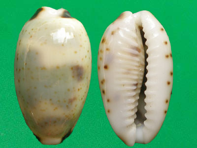  p>瘦熊宝螺(学名:bistolida kieneri kieneri )是腹足纲宝螺科的软体