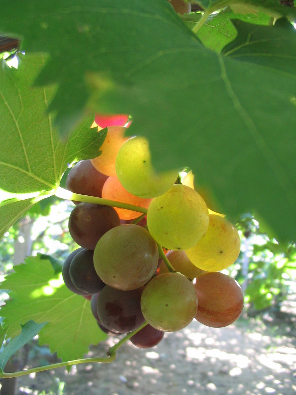 是葡萄科下一个属,资源极为丰富,包括亚属,种,亚种,变种,可以鲜食