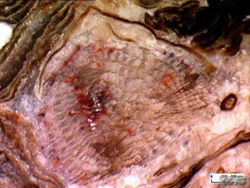 and excretory),植物组织学名词,为含有分泌物,排泄物之组织与细胞的