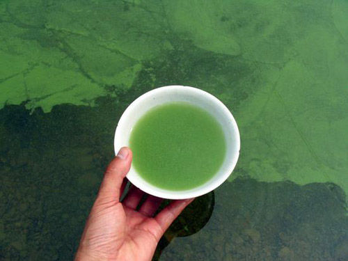 水华现象