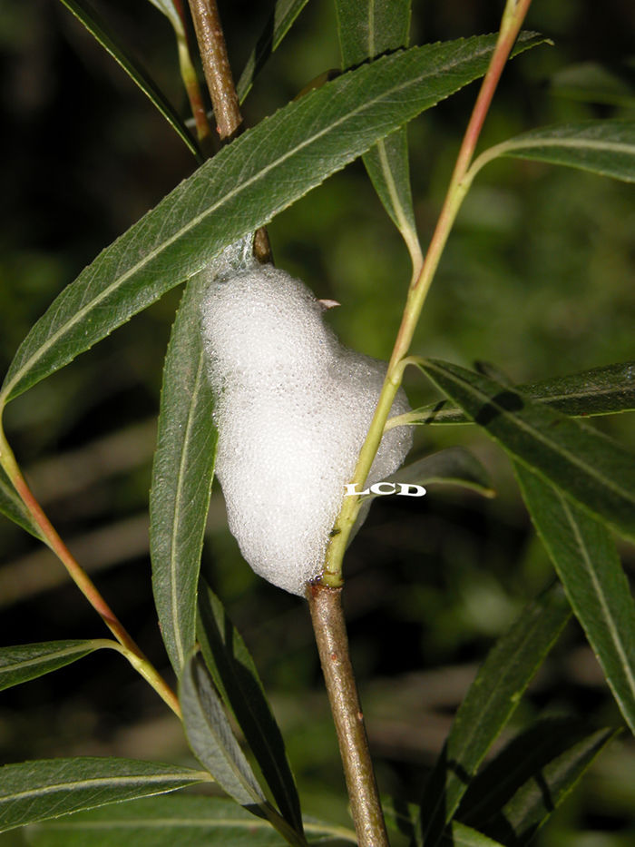 拉丁学名aphrophora costalis matsumura,属于同翅目沫蝉科