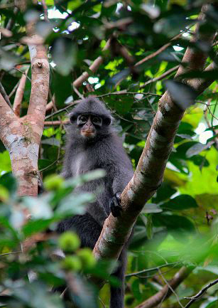 bornean banded langur