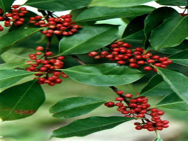  p>冬青(ilex chinensis sims):是 a target="_blank" href="/item/无