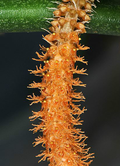  p>棒叶鸢尾兰(学名: i>oberonia myosurus /i>  (forst. f.) lindl.