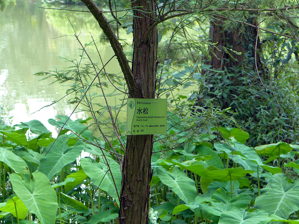 活化石植物