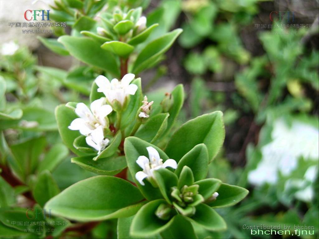  p>滨海珍珠菜(lysimachia mauritiana lam. encycl. meth.