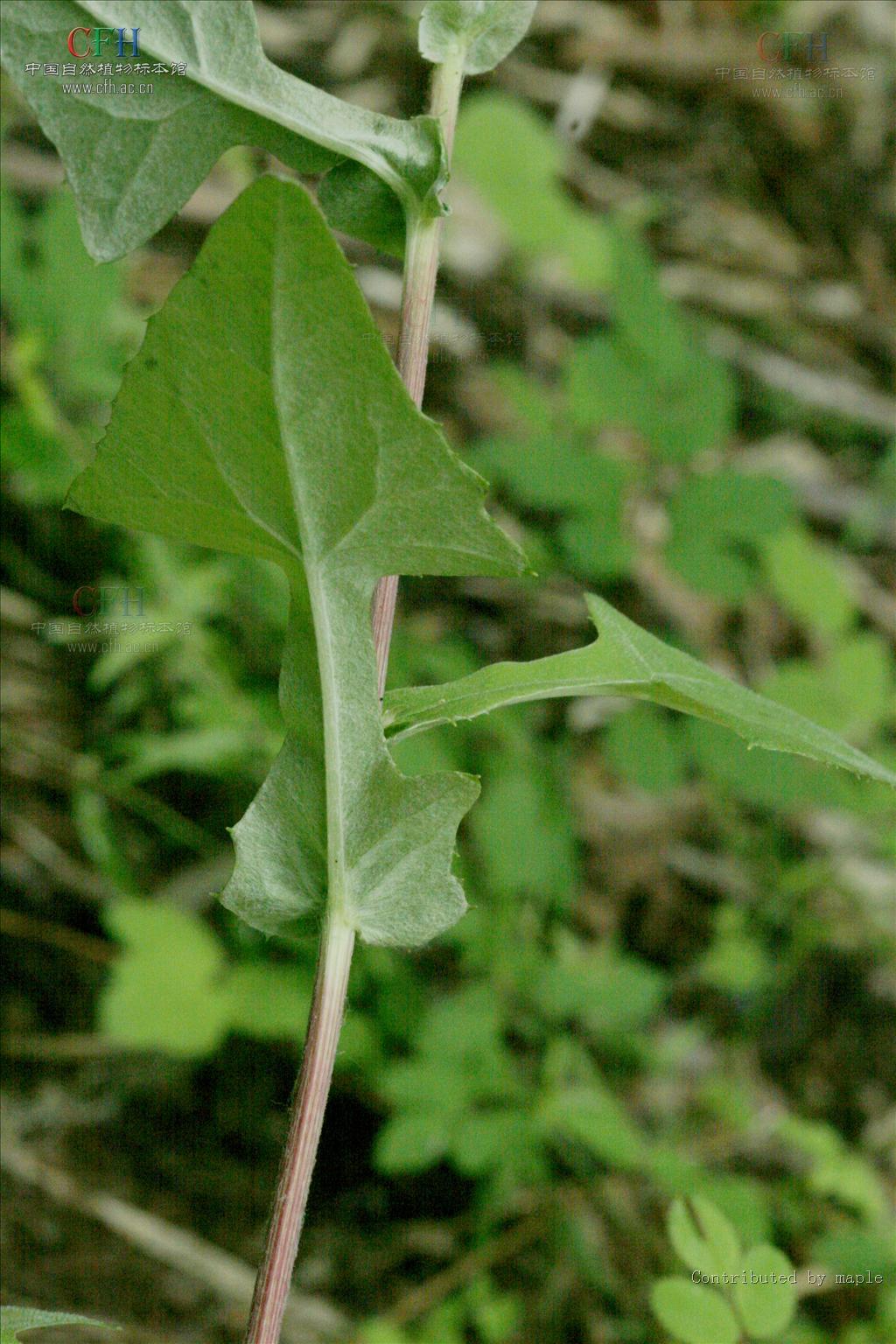  p>蟹甲草(拉丁学名:parasenecio forrestii)为 a data-lemmaid="