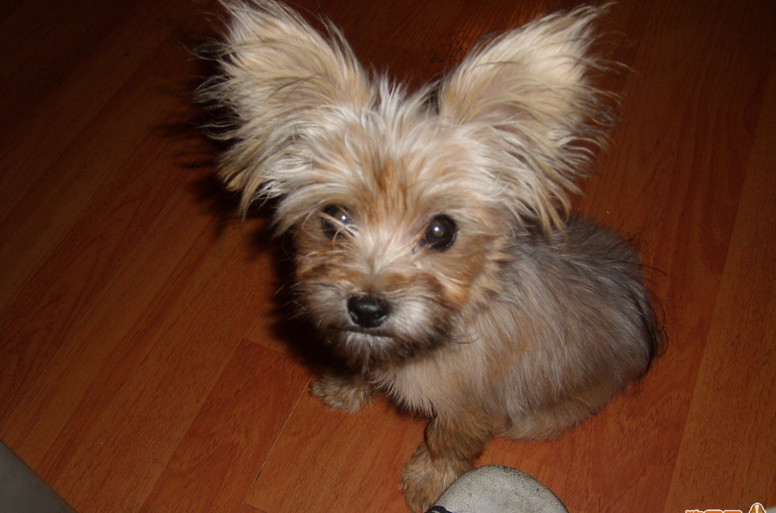  p>澳大利亚梗(australianterrier)又叫 a href="#" data-lemmaid="