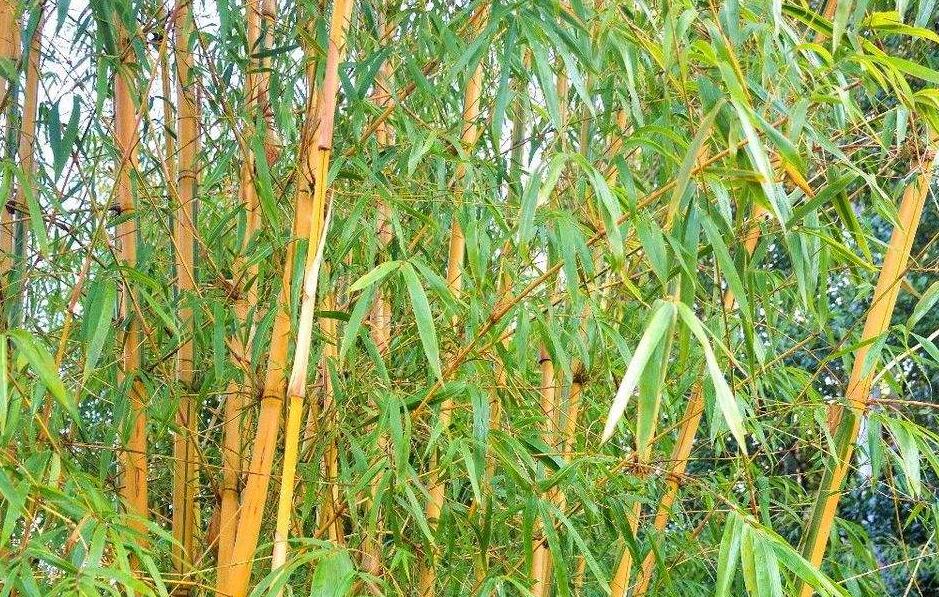  p>花竿黄竹,所属植物界,属竹亚科,分布于广西南部丘陵地及石灰低山