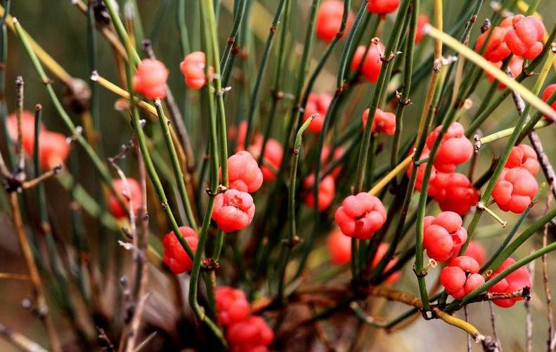  p>木贼麻黄(学名: i>ephedra major /i> host)是麻黄科,麻黄属直立小