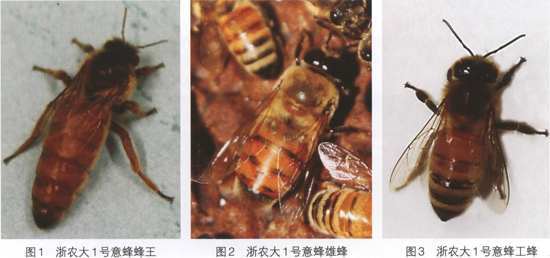 浙农大1号意蜂品种