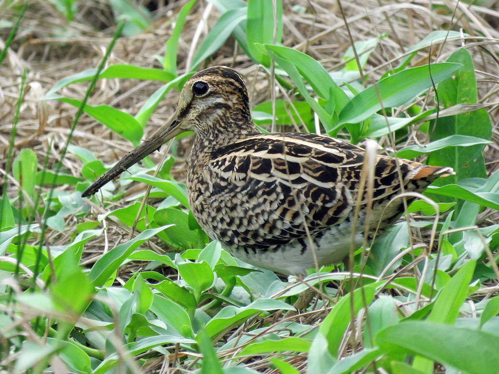  p>大沙锥(拉丁名: i>gallinago megala /i>)为鹬科沙锥属的鸟类,小型