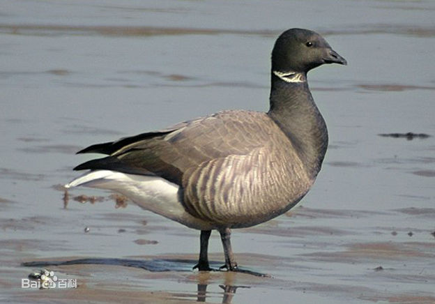  p>黑雁(学名: i>branta bernicla /i>)体长56-61厘米,翼展110-120