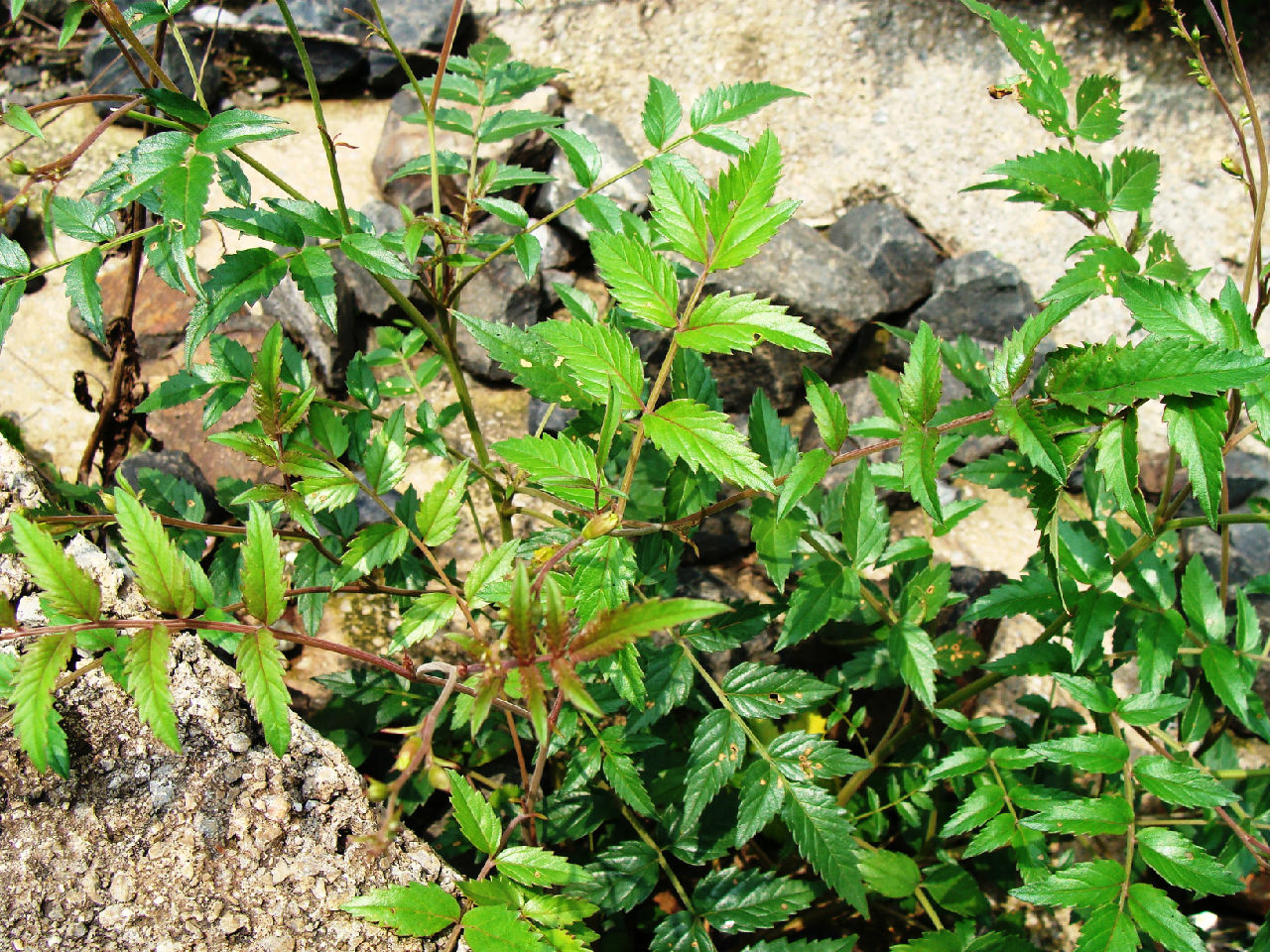incarvillea arguta (royle) rovle