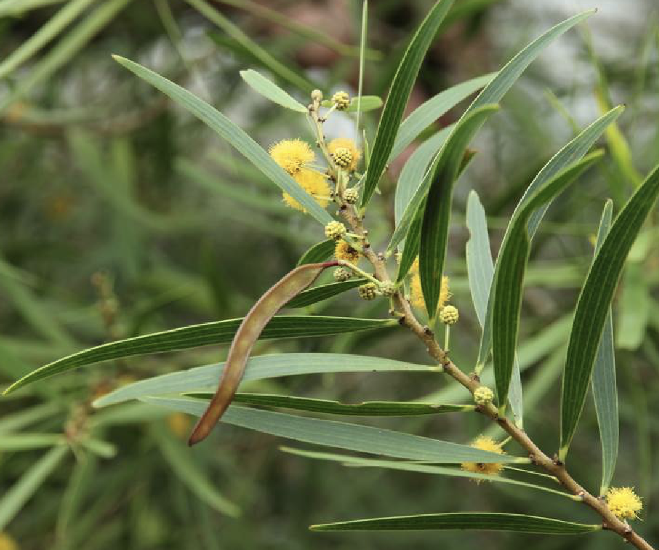  p>台湾相思(学名: i>acacia confusa  /i>merr.