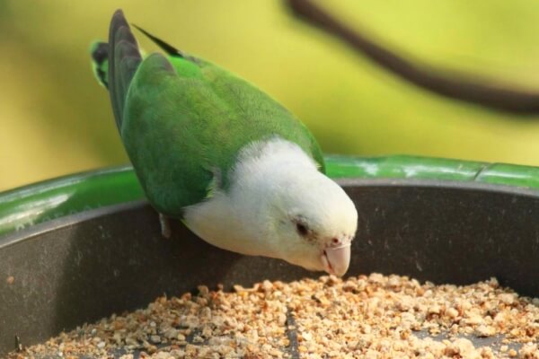  p>灰头牡丹鹦鹉(学名: i>agapornis canus /i>):体长13-15厘米,体重