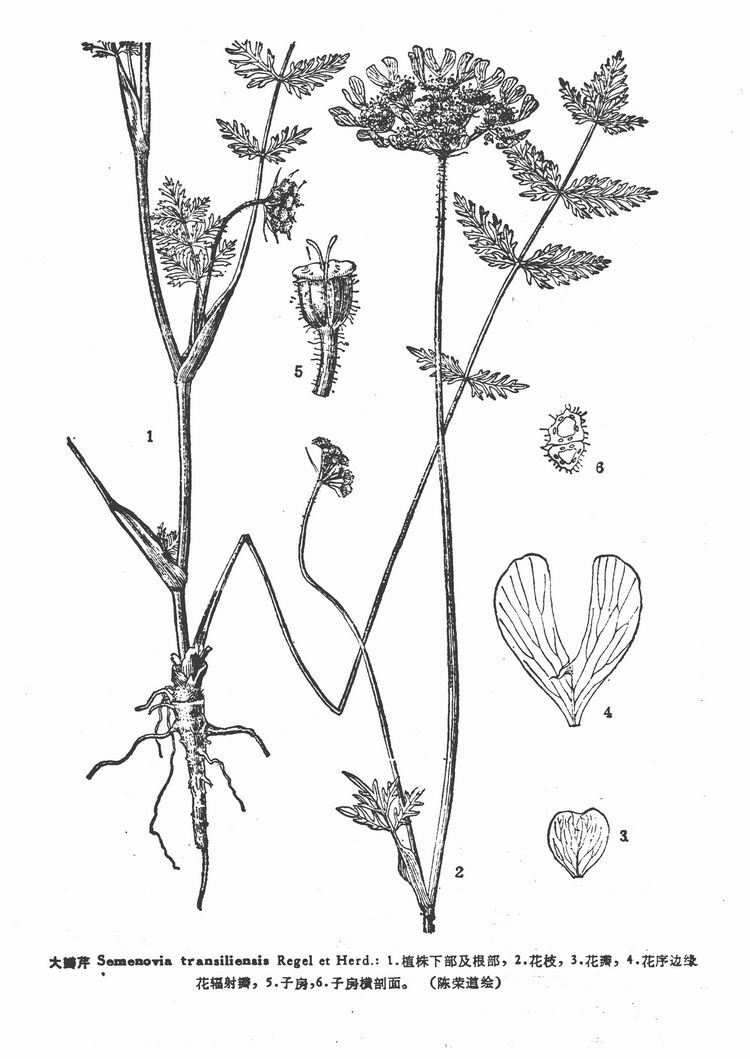semenovia transiliensis regel et herd.