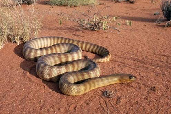 太攀蛇(学名:oxyuranus scutellatus),又名普通太攀蛇或<a