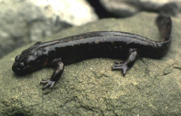  p>角鞘山溪鲵别名山溪鲵,杉木鱼,羌活鱼.