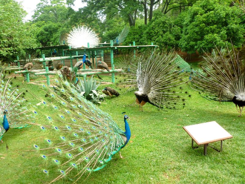  p>昆明动物园又名 a target="_blank" href="/item/圆通山动物园