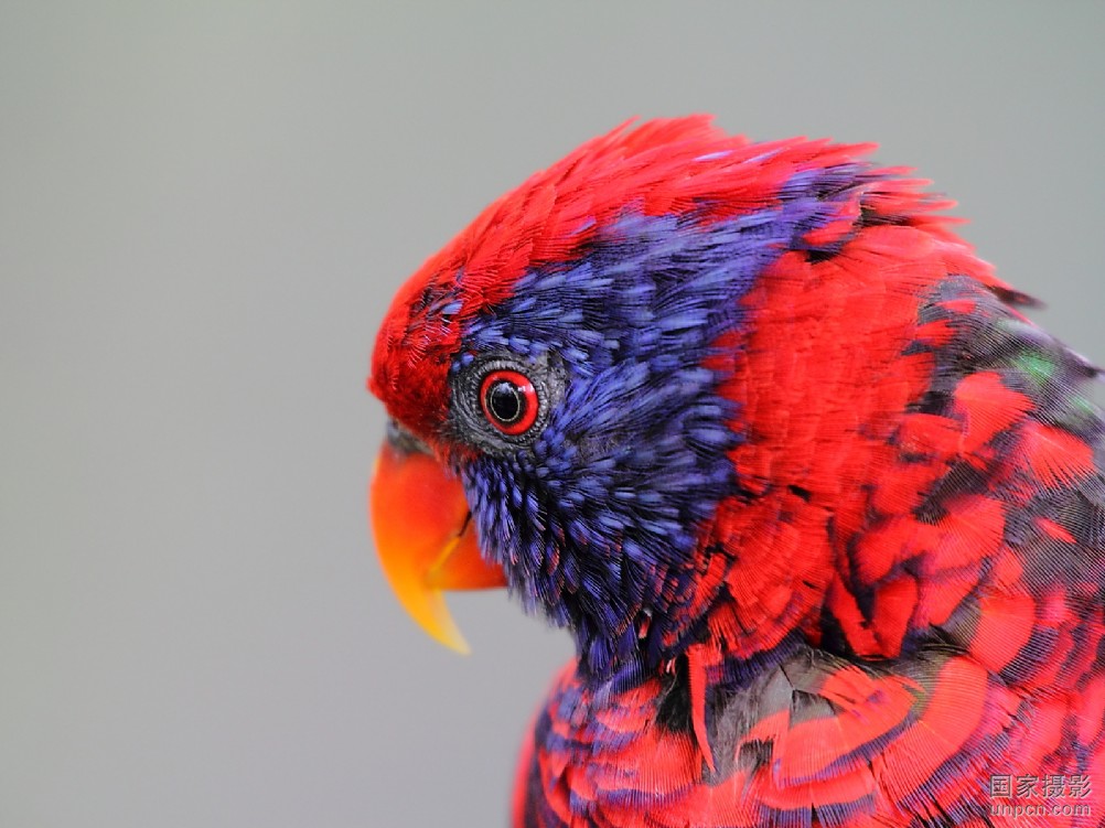 红顶锥尾鹦鹉委内瑞拉亚种