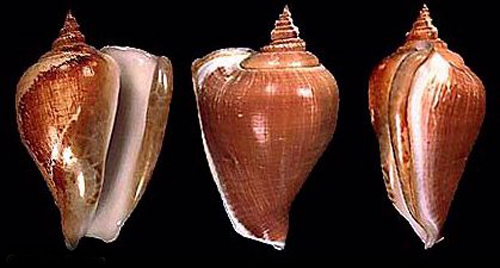  p>伊莎贝拉水晶凤凰螺是 a target="_blank" href="/item/凤凰螺科