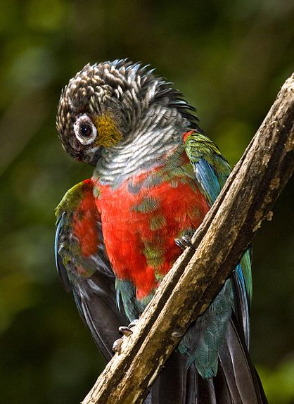  p>绯红腹锥尾鹦鹉(学名:pyrrhura perlata)是典型的 a href="#">攀禽