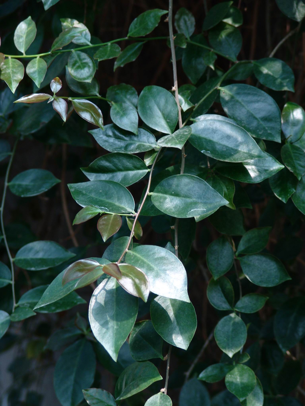 喜温暖,湿润,凉爽,不耐严寒,忌暑热,是瑞香科植物. /p>