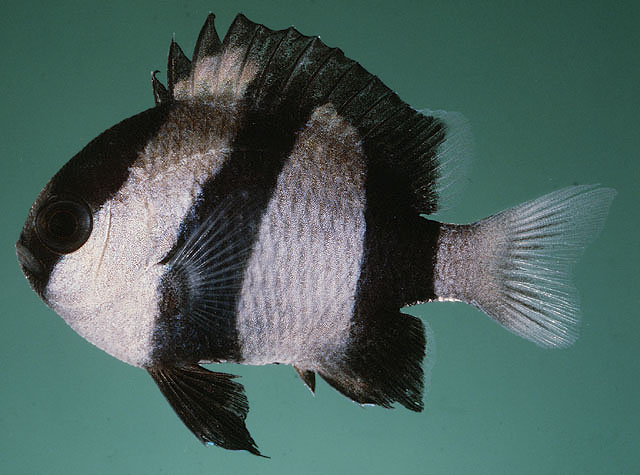  p>三带圆雀鲷,属 a target="_blank" href="/item/雀鲷科">雀鲷科 /a