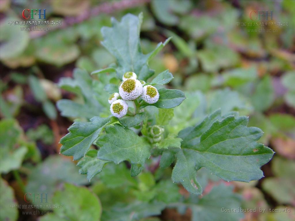  p>鱼眼草属双子叶植物纲 a href="#">菊科 /a>植物.