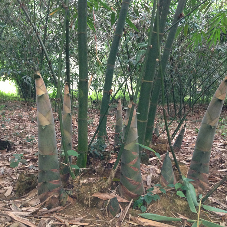  i>pubescens /i> (p. f. li) keng f.)禾本科,绿竹属植物.