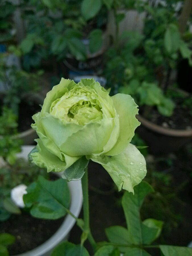  p data-id="gnbrqwsuof">绿星, a target="_blank" href="/item/月季